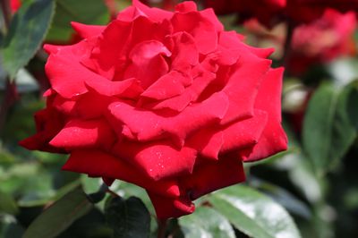 Acheter un rosier tige Ingrid Bergman