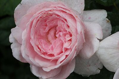 Roses roses
