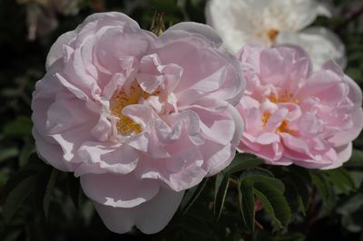 Rosiers pour la mi-ombre, Stanwell Perpetual