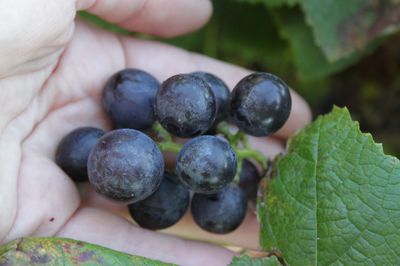 Warum Weintrauben gesund sind