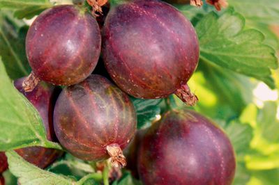 Planter, tailler et cultiver les groseilles � maquereau