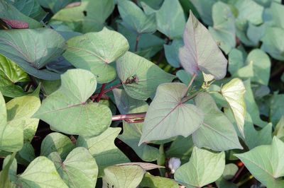 Manger des feuilles de patate douce : saveur, pr�paration et r�colte