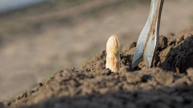 Planter des asperges est facile