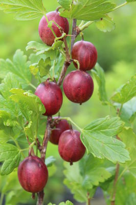 Stachelbeeren schneiden - Schritt für Schritt erklärt