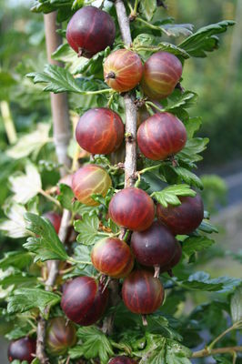 Stachelbeeren pflanzen lohnt sich