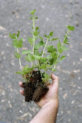 Stachelbeerzüchtung bei Lubera