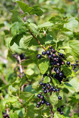 Schwarze Johannisbeeren pflanzen und anbauen