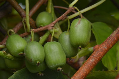 Beerenkiwi - Die kleinen Kiwis für den kleinen Platz