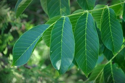 Wissenswertes über Walnussbaum Blätter