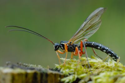 Schwarze Wespe &#8211; keine Angst vor dem dunklen Hautflgler