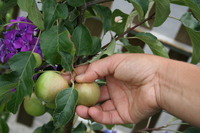 claircissage - pourquoi, comment et quand claircir les fruits, pour de meilleures rcoltes