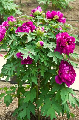 Paeonia Wu Long Peng Shen, pivoine arbustive, Pivoines arbustives