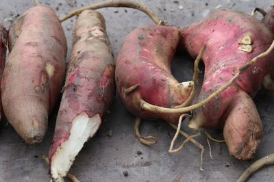 Planter, entretenir et récolter de la poire de terre - toutes les infos pour bien cultiver ce tubercule sucré