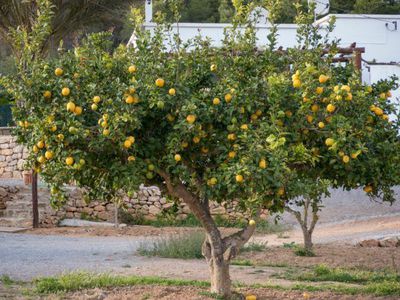 Welche Zitronenbaum Erde ist geeignet