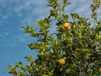 Mein Zitronenbaum verliert Blätter - Ursachen und Sofortmaßnahmen