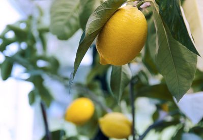 Voici comment reconnatre et traiter les maladies du citronnier