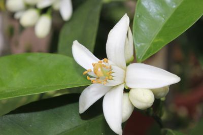 Quand et o apparaissent les fleurs d'agrumes? &#8211; la culture au nord des Alpes