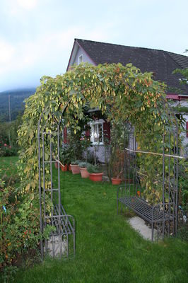Acheter du houblon Lubera