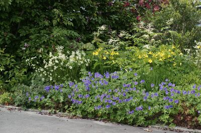 photo Staudenbeet Halbschatten, G&eacute;ranium, Hemerocallis, Acuncus