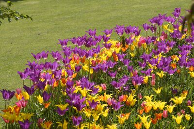 blumenzwiebelbeete