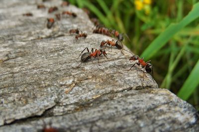 Ameisen im Garten oder Blumentopf - Schädlinge oder Nützlinge?