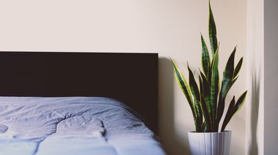 photo f&uuml;rs Schlafzimmer kaufen, Zimmerpflanzen