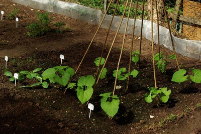 Haricots &agrave; rames, Haricot