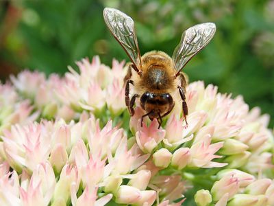 Plantes vivaces favorables aux insectes : planter une mer de fleurs pour les insectes, les abeilles, les papillons et les bourdons