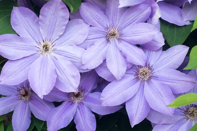 lila clematis flowers in garden macro, clematis alpina