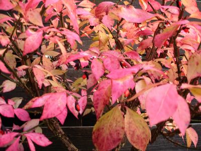 Arbres fruitiers aux couleurs automnales remarquables