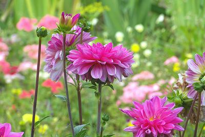 Dahlias nains, petits dahlias