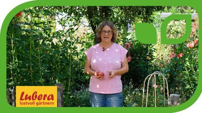 Apfelbaum Schädlinge erkennen, bekämpfen und vorbeugen