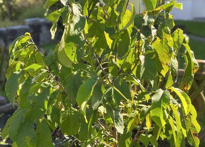 L'asiminier ne produit pas de fruits ?