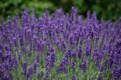 Lavendel Hidcote