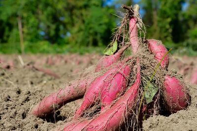 Vom Urwald ins Hochbeet: Die lange Weltreise der Skartoffel