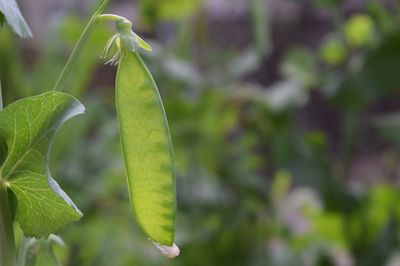 Acheter des pois mange-tout, pois gourmands