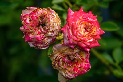 Verblühte Rosen schneiden - der Sommerschnitt bei Rosen
