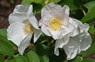 Kartoffelrosen pflanzen &#8211; die Lubera Kulturanleitung fr Kartoffelrosen