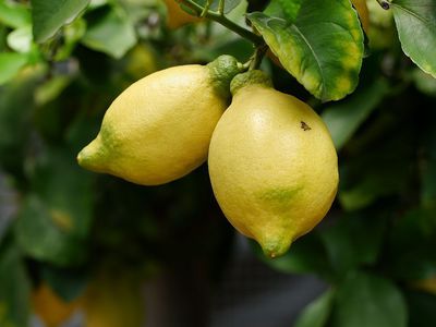 Der Zitronenbaum verliert Früchte - Ursachen und Pflege