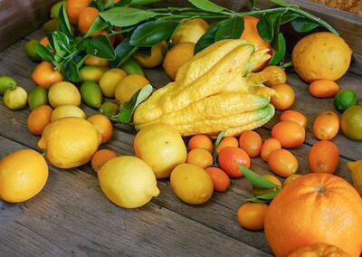 Rcolte d'agrumes, nature morte, varits d'agrumes, fruits sur une table
