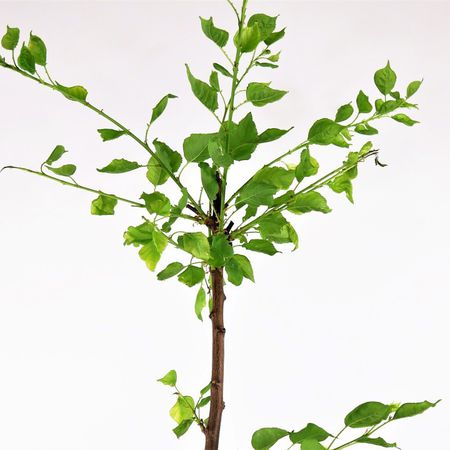 Abricot (Prunus armeniaca)