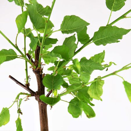 Planter un abricotier