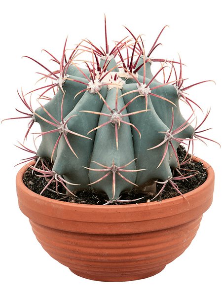  Ferocactus stainesii, Kugel, im 17cm Topf, H�he 25cm, Breite 20cm