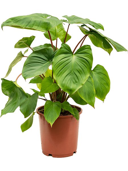  Homalomena rubescens 'Maggy, Busch, im 24cm Topf, H�he 75cm, Breite 45cm