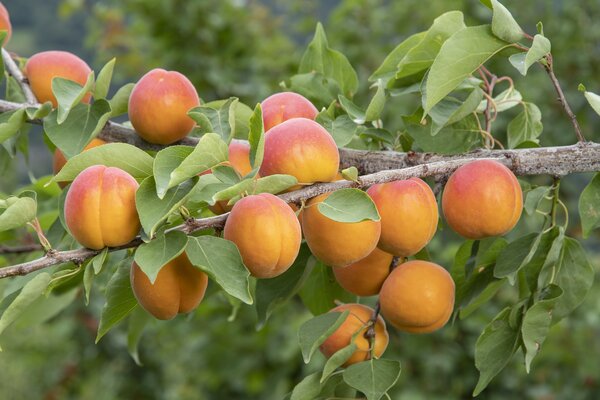 Abricot, Prunus armeniaca, vari&eacute;t&eacute; Elsa, fruits sur l'arbre
