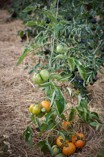 Fleischtomate Oaxacan Jewel BIO