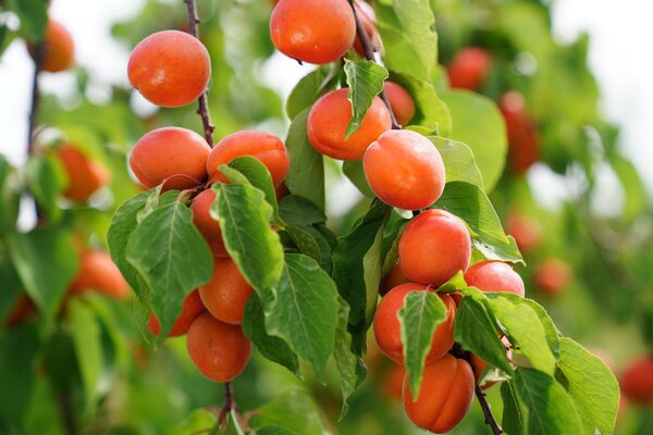 Abricot, Prunus armeniaca, vari&eacute;t&eacute; Mia, fruits sur l'arbre
