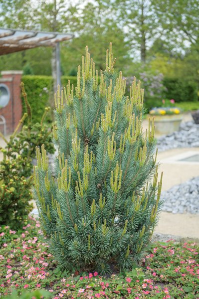 Silberkiefer 'Watereri', Pinus sylvestris