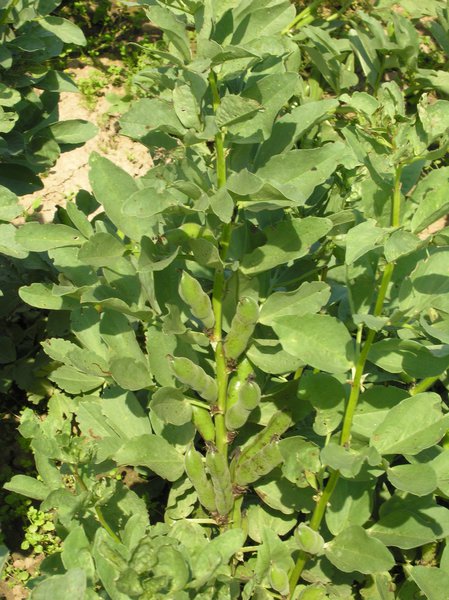 Puffbohne Crimsonia (Karmesin) BIO