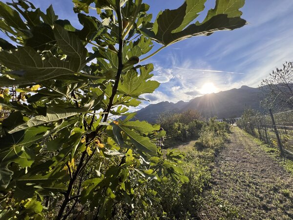 Figuier rustique, Ficus carica, Buchs, essai, s&eacute;lection